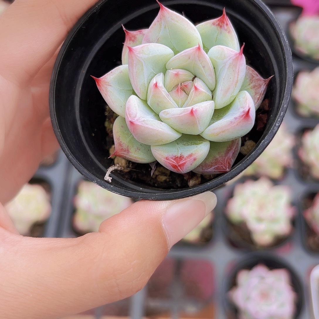 精品婚戒多肉植物