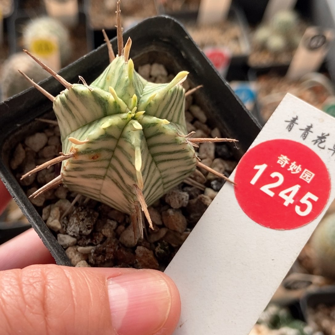 强刺斑马锦3.4cm