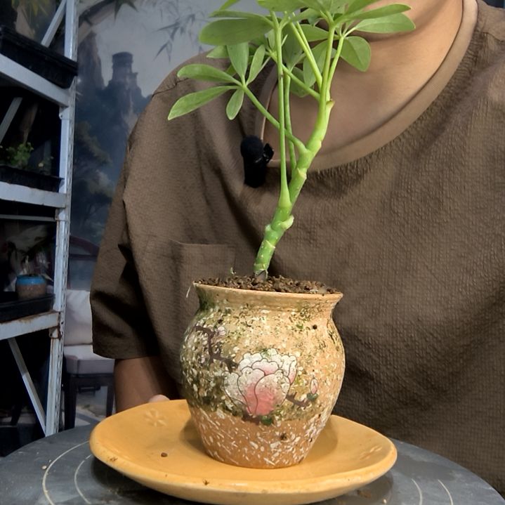 诗****方中青园艺一物一拍140