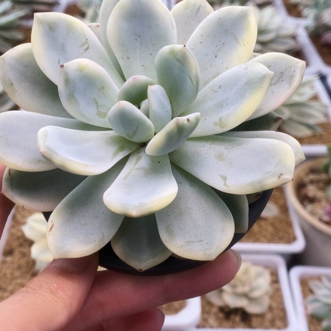 144橙子锦锦锦锦锦锦锦