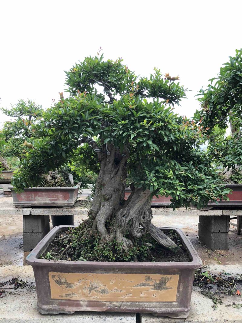 盆栽地栽一物一拍舍利子！