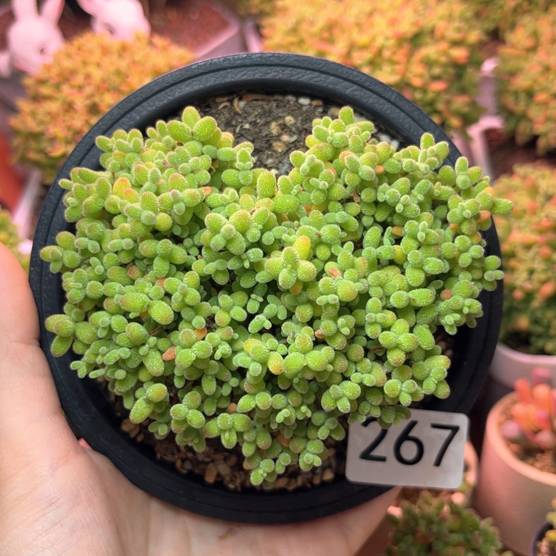 267大金桔爱心型