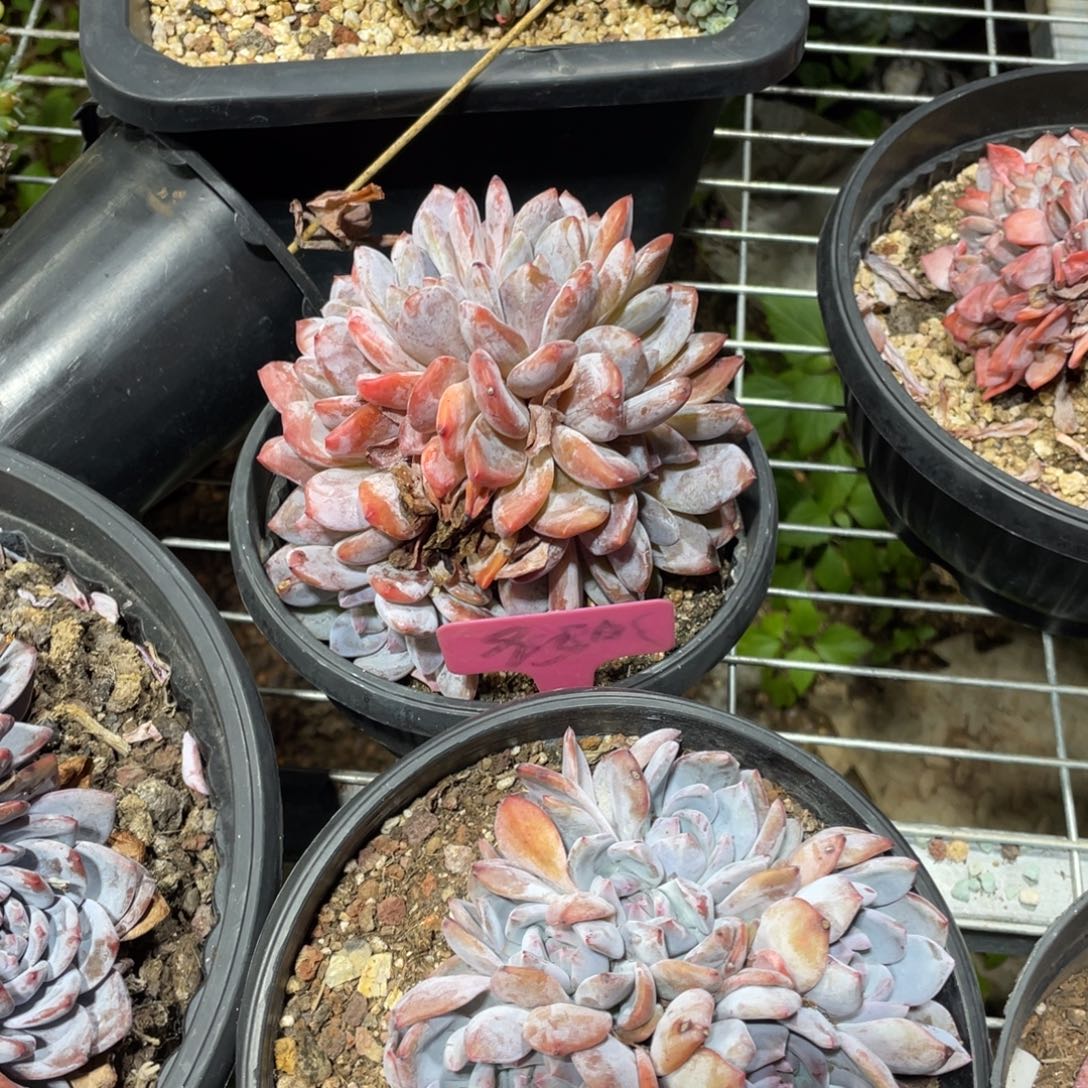 星影缀化多头群生950