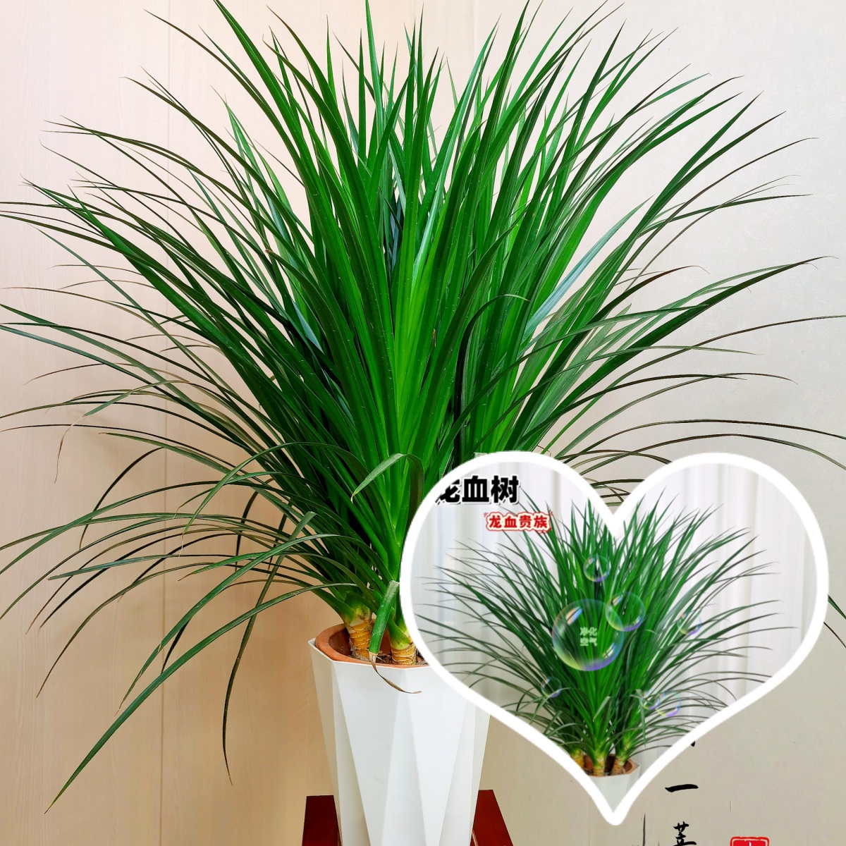 80 - 90cm高龙血树2号办公室绿植好养易活