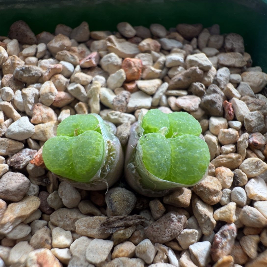 84优选11km泡泡勋章一颗