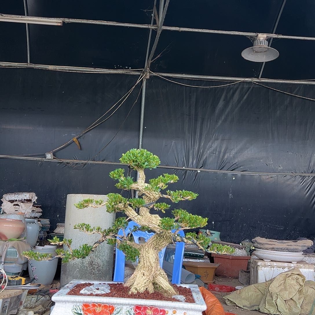 无花朵广东雀舌黄杨盆景