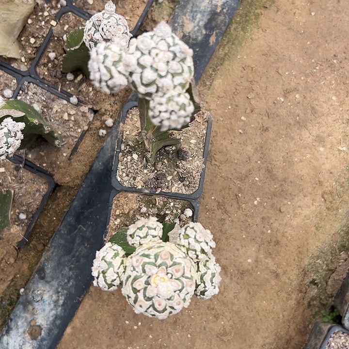 三角嫁接两颗v字兜