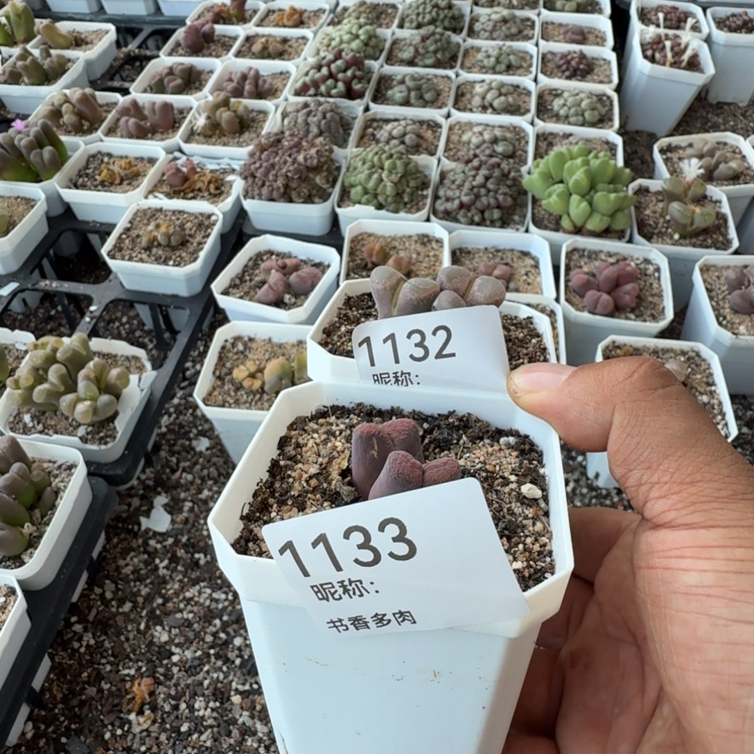 燃***毛多肉植物。         