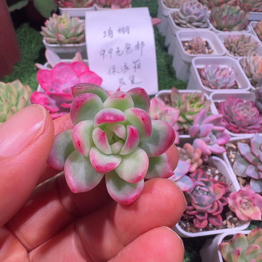 阅***读多肉植物多肉植物