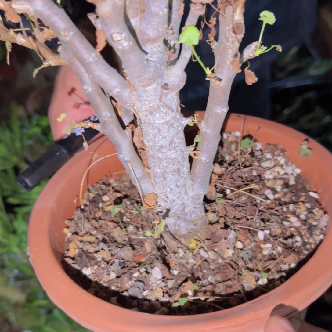 用***8块根植物块根植物