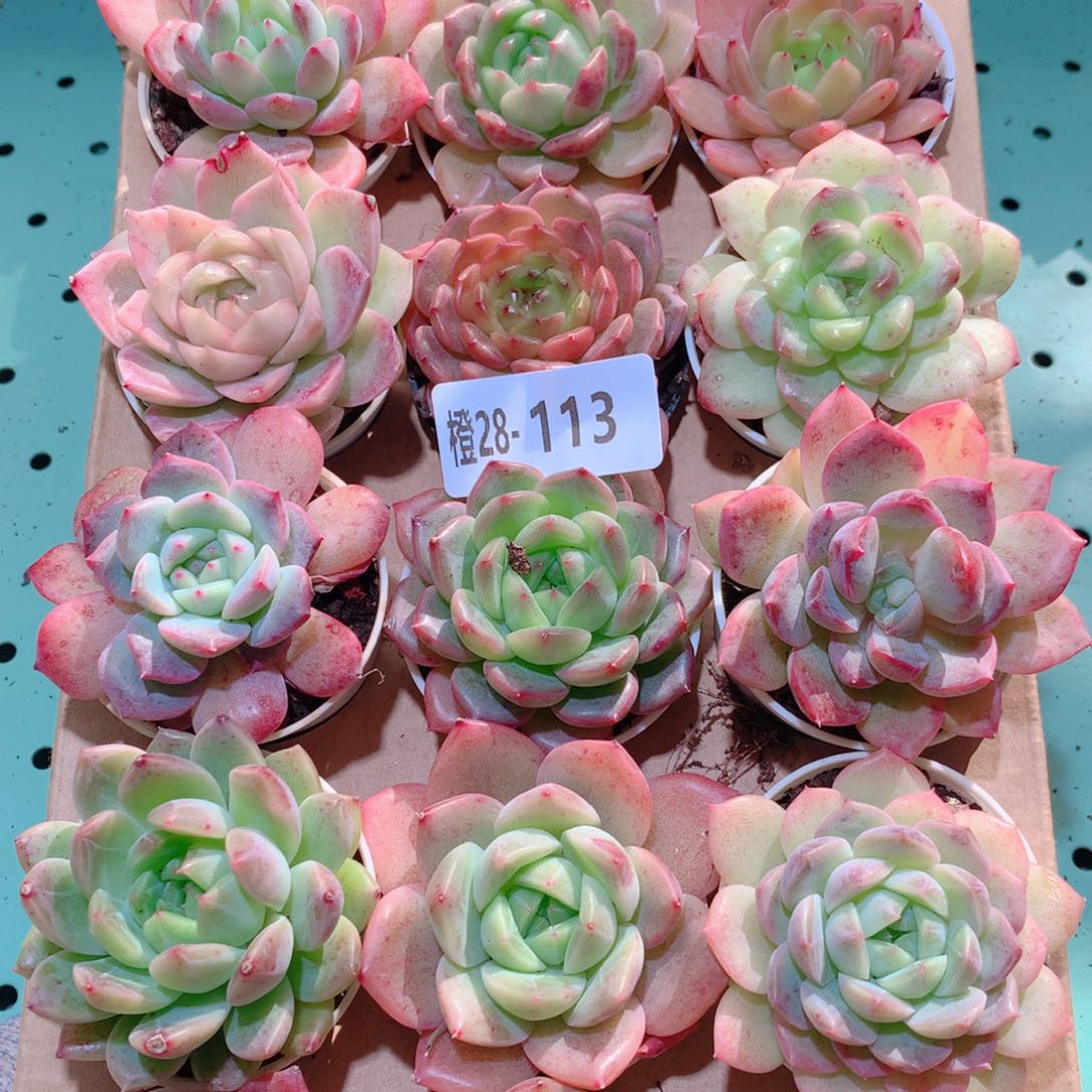 28-113一物一拍多肉带盆18颗