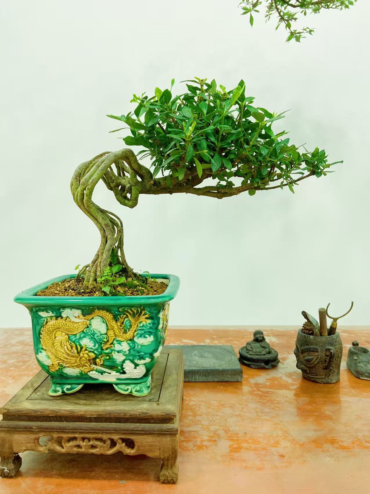 达摩栀子花罗汉松迎客松黄杨黄荆水杨梅茶室办公室精品盆景室内