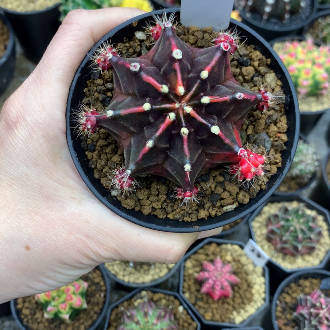 仙人球米哈牡丹锦