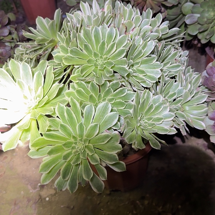 精品碧浪老桩亏本福利