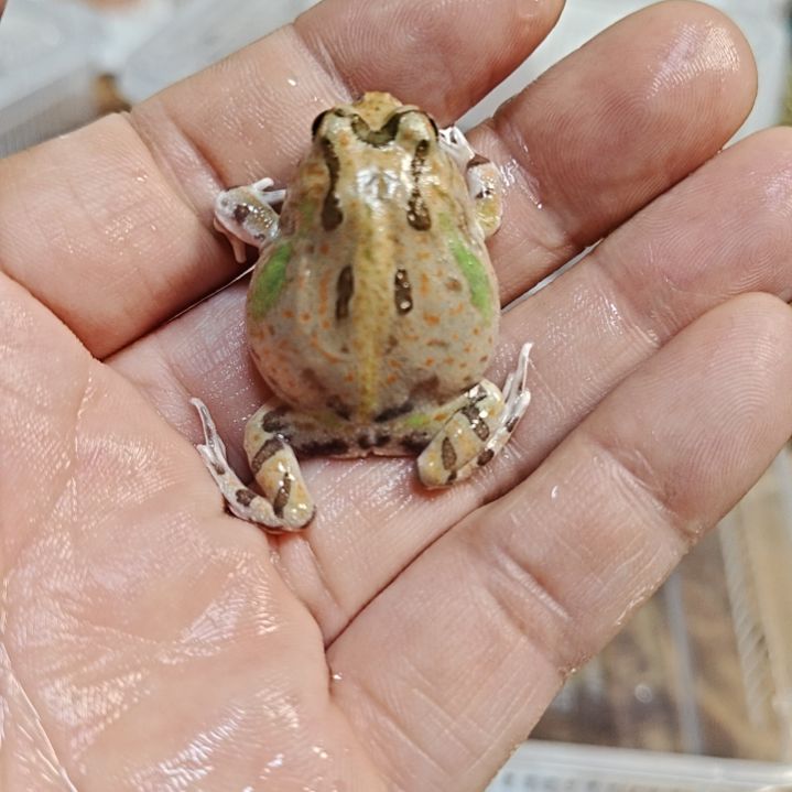 角蛙波子！！！！！！！！！
