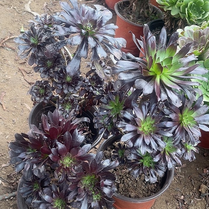 3棵墨发玫瑰玫瑰玫瑰