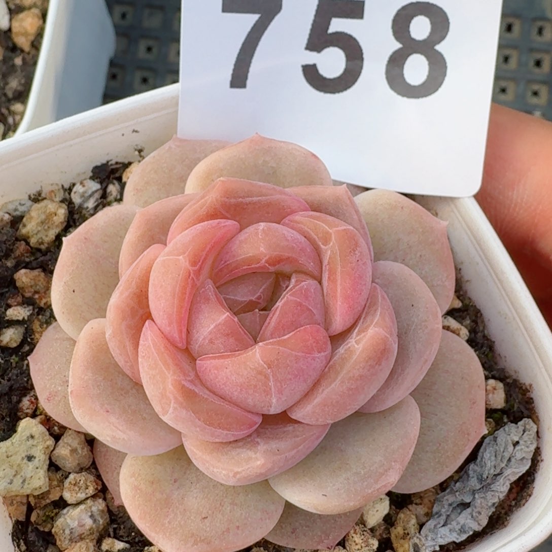 福利草莓啵啵         精品多肉