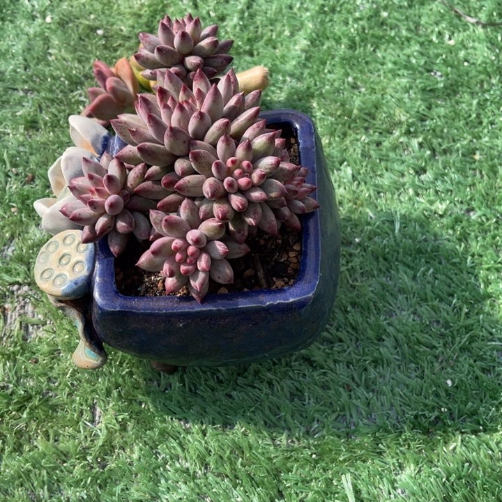 请***赵秋可园艺 哈哈哈哈哈