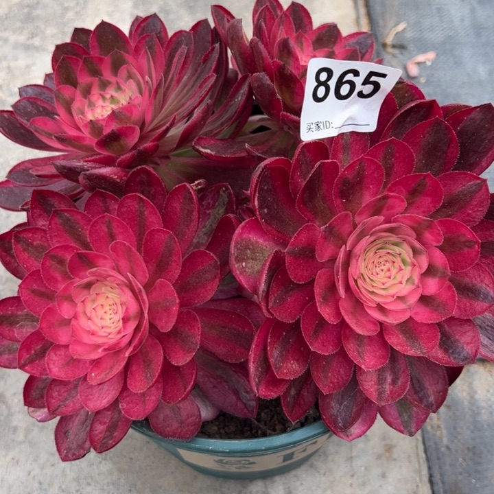 865倾城朵朵 20厘米左右