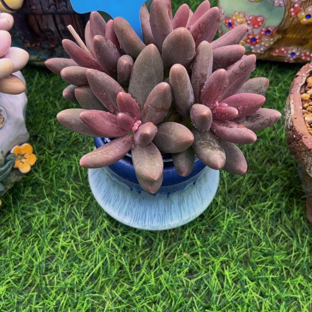 红*糖果美人群生29号