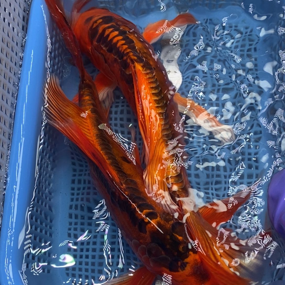 锦鲤冷水锦鲤包邮