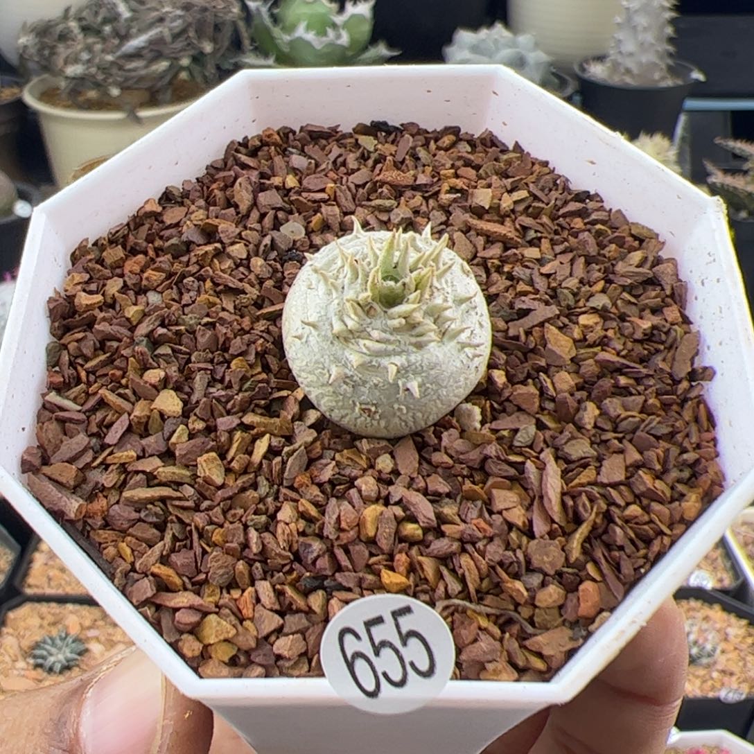 惠比须笑一物一拍655