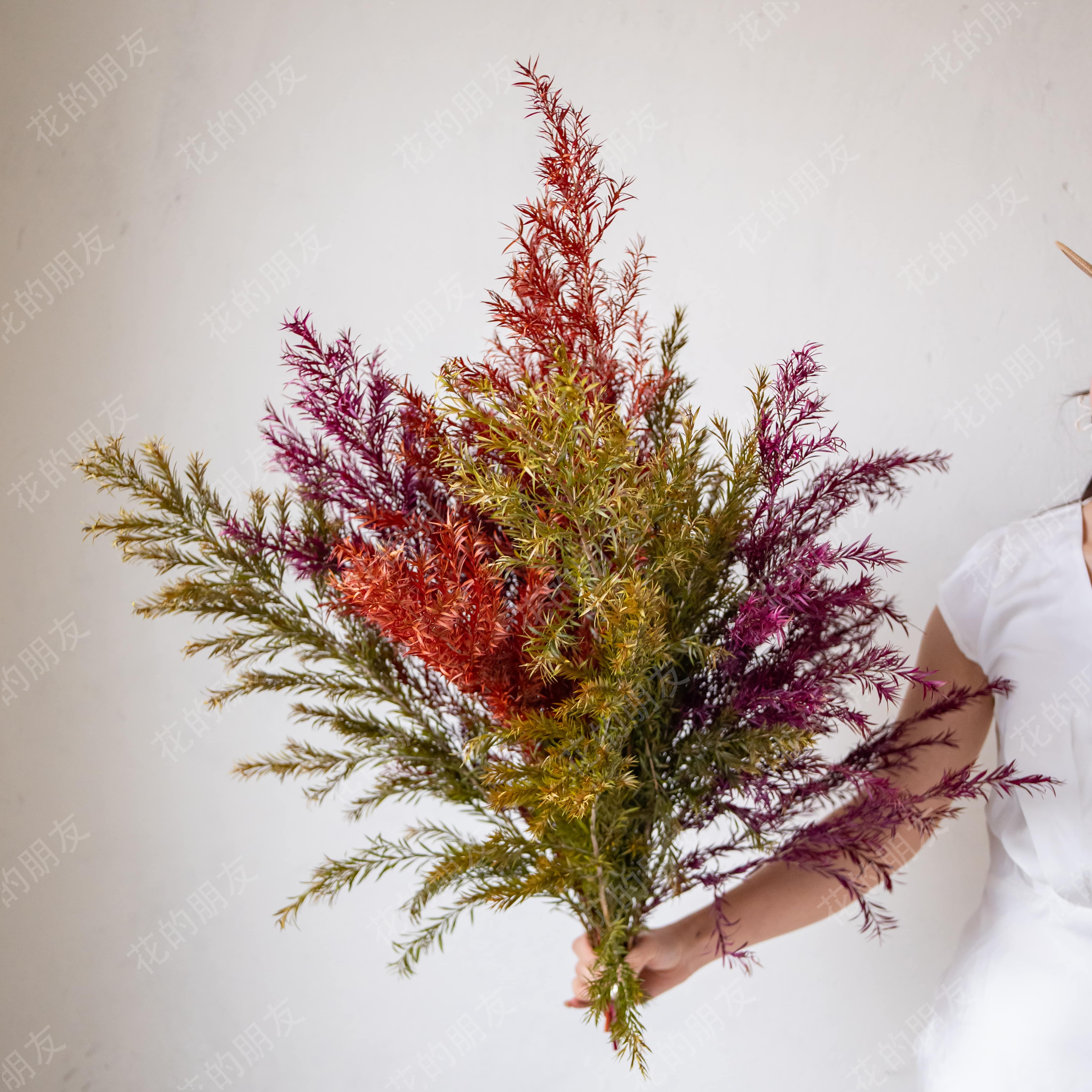 【可清优居-千层金】永生花--高级家居落地装饰花束