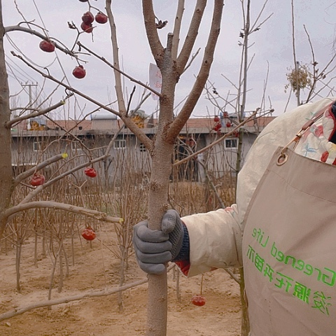 柿子树苗柿子树苗