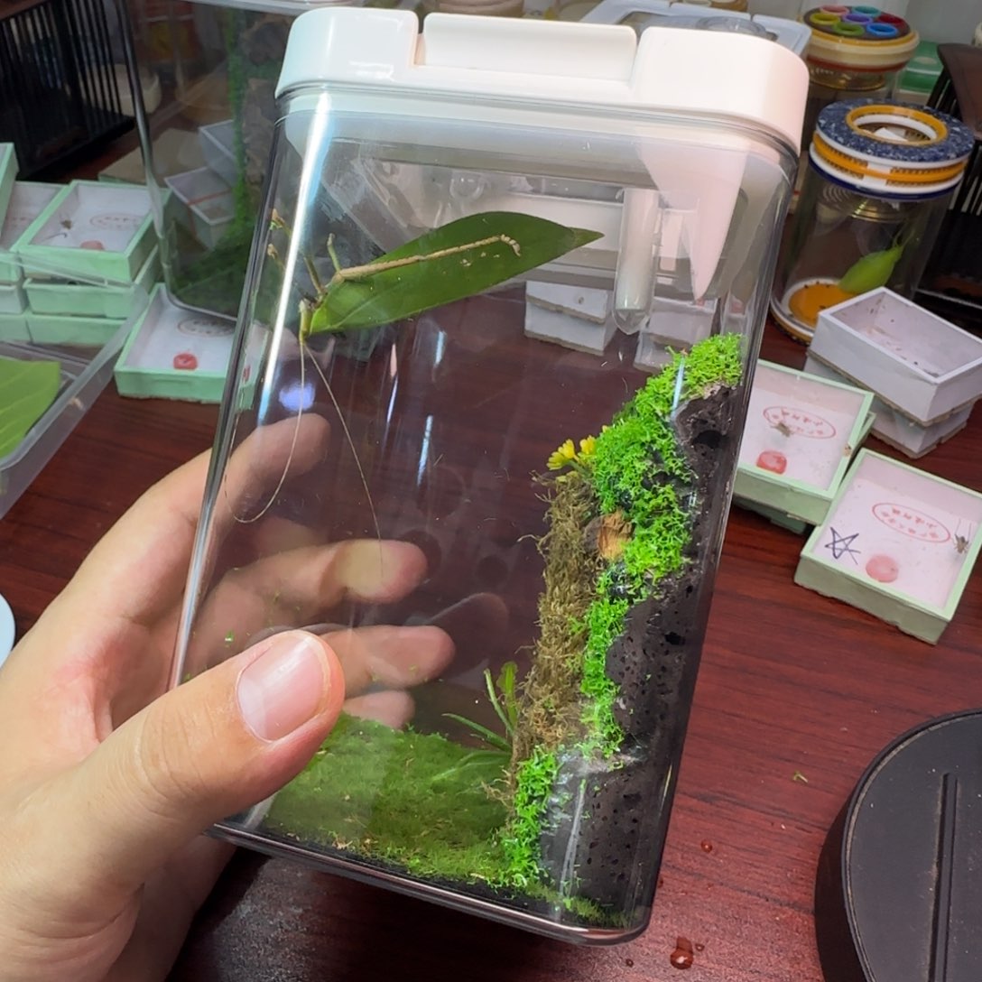 素背会有点少须加盒子一套