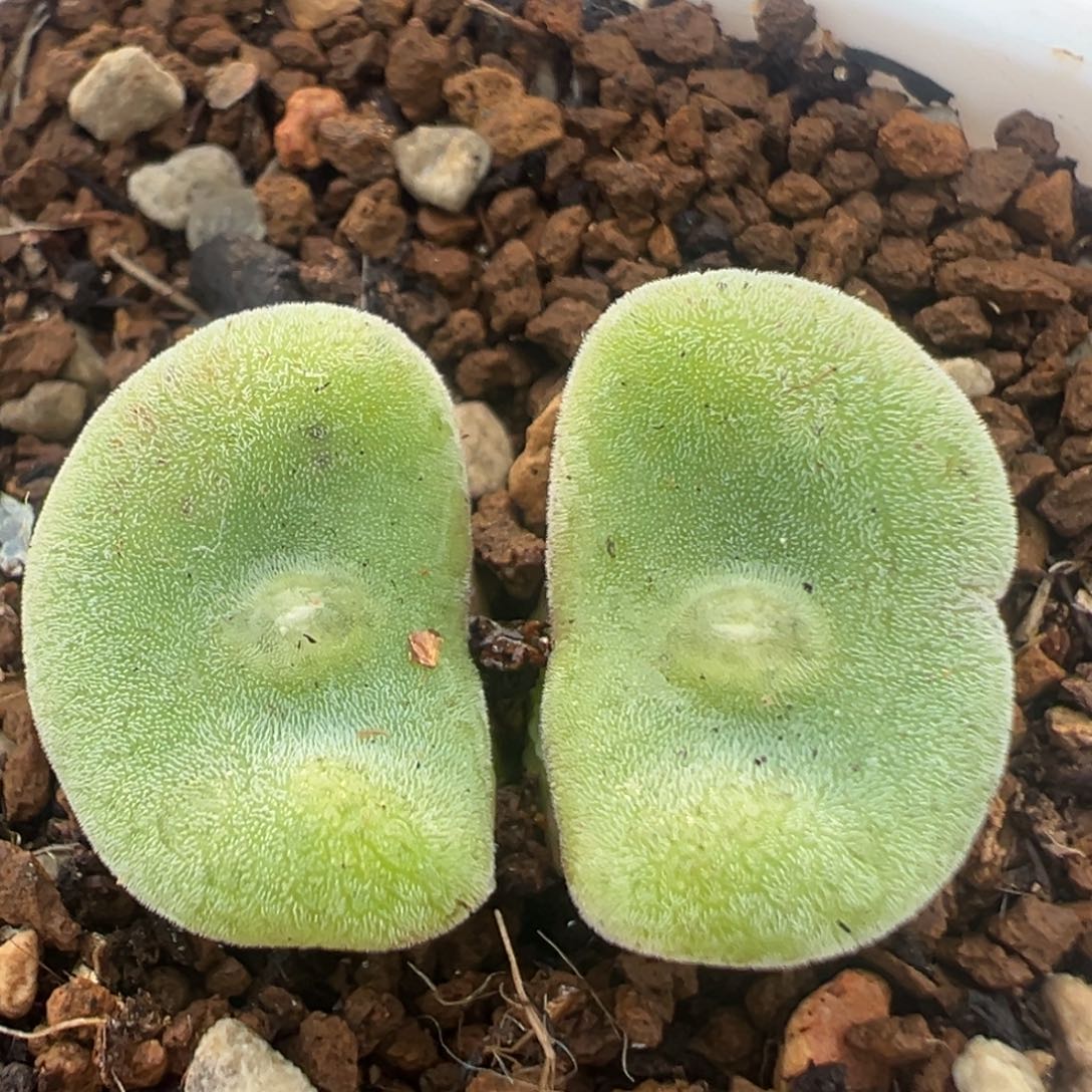 73多肉植物百科植物