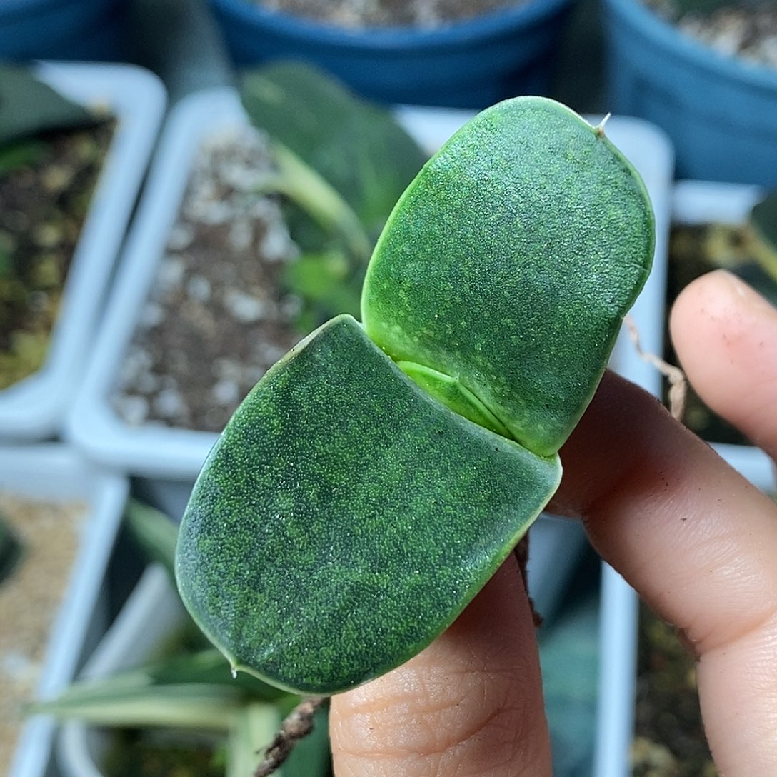 不带盆脱土裸根发货