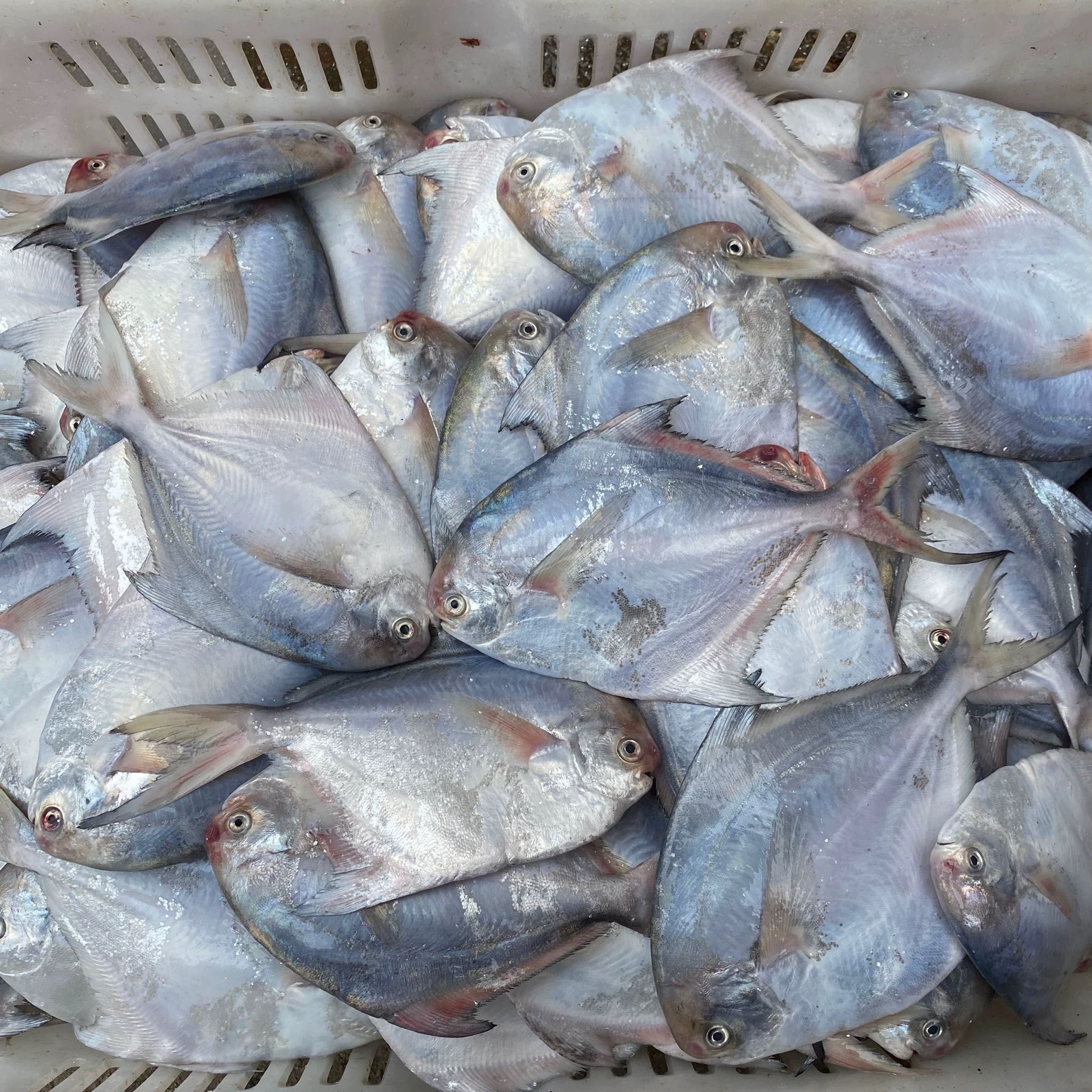 东海野生银鲳鱼鲜货鲳鱼 顺丰