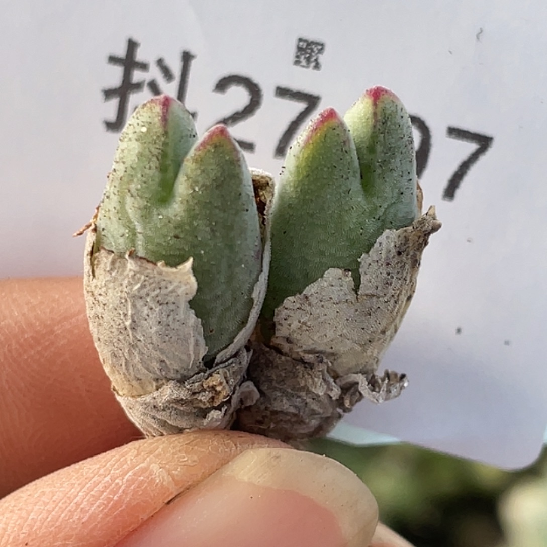 27-97猪蹄多肉植物