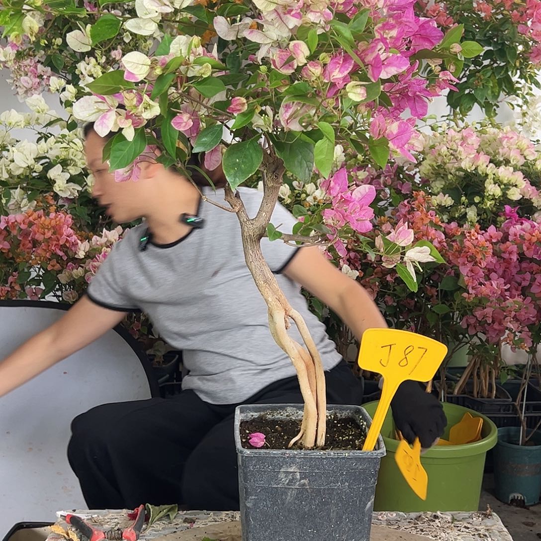 J***C大部分花苞少量开放J87章红樱