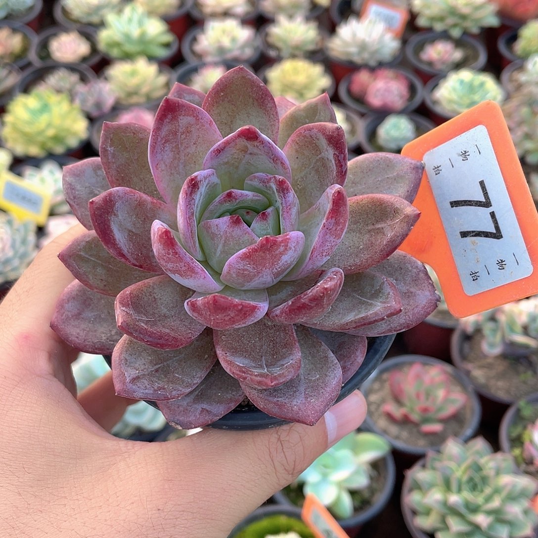 血罗香槟77号多肉