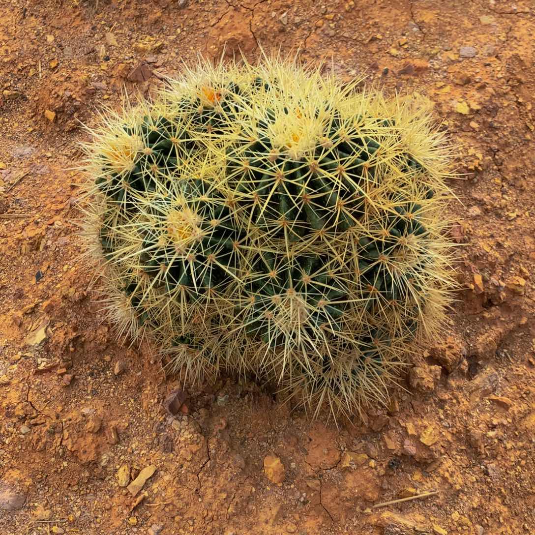 25公分多头群生金虎仙人球