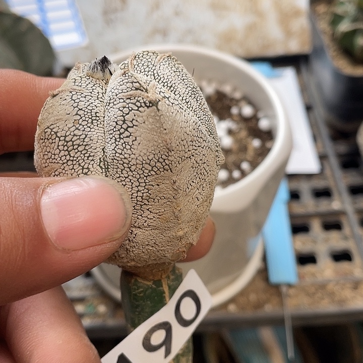 仙人球190号球恩冢