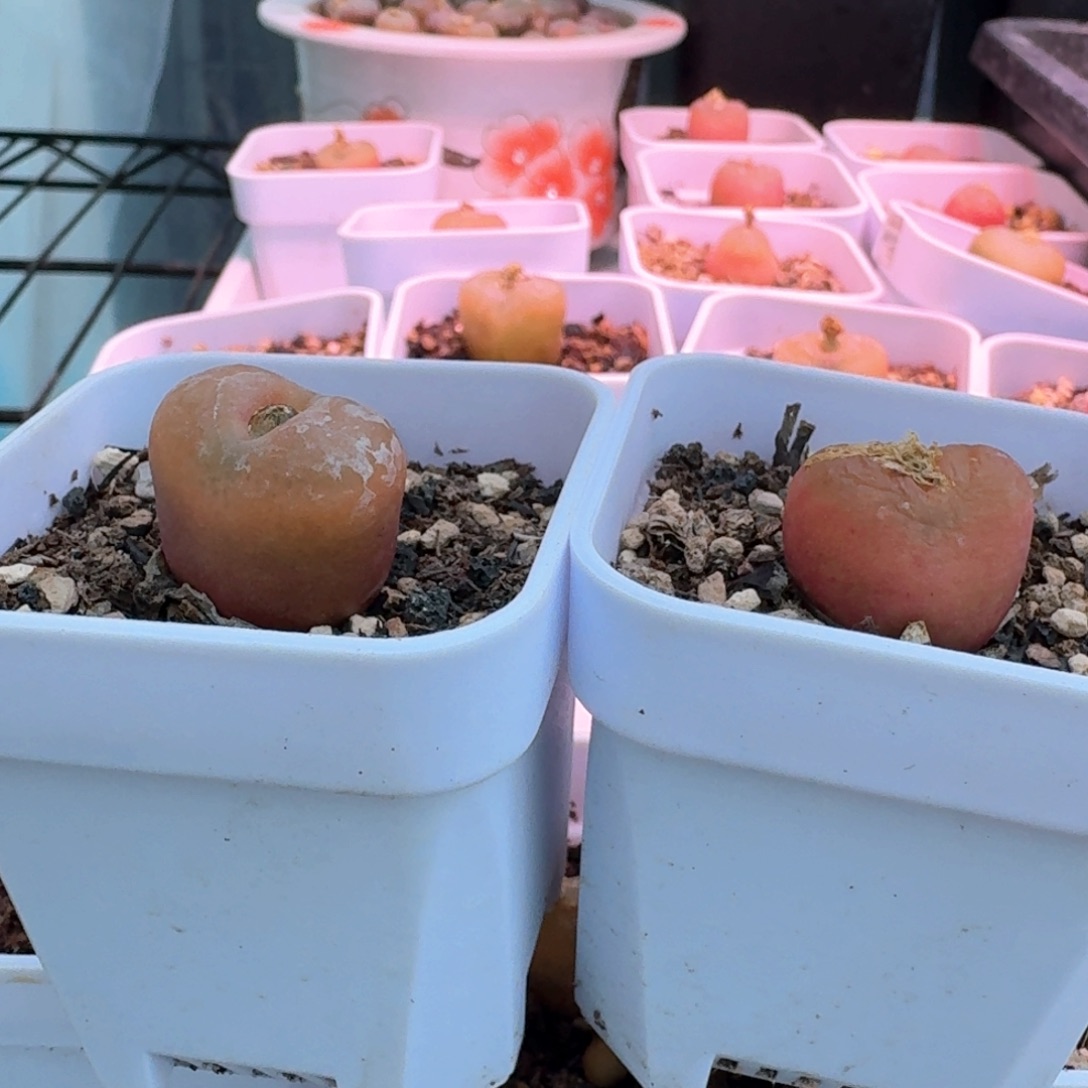 1006带盆土发货吕红