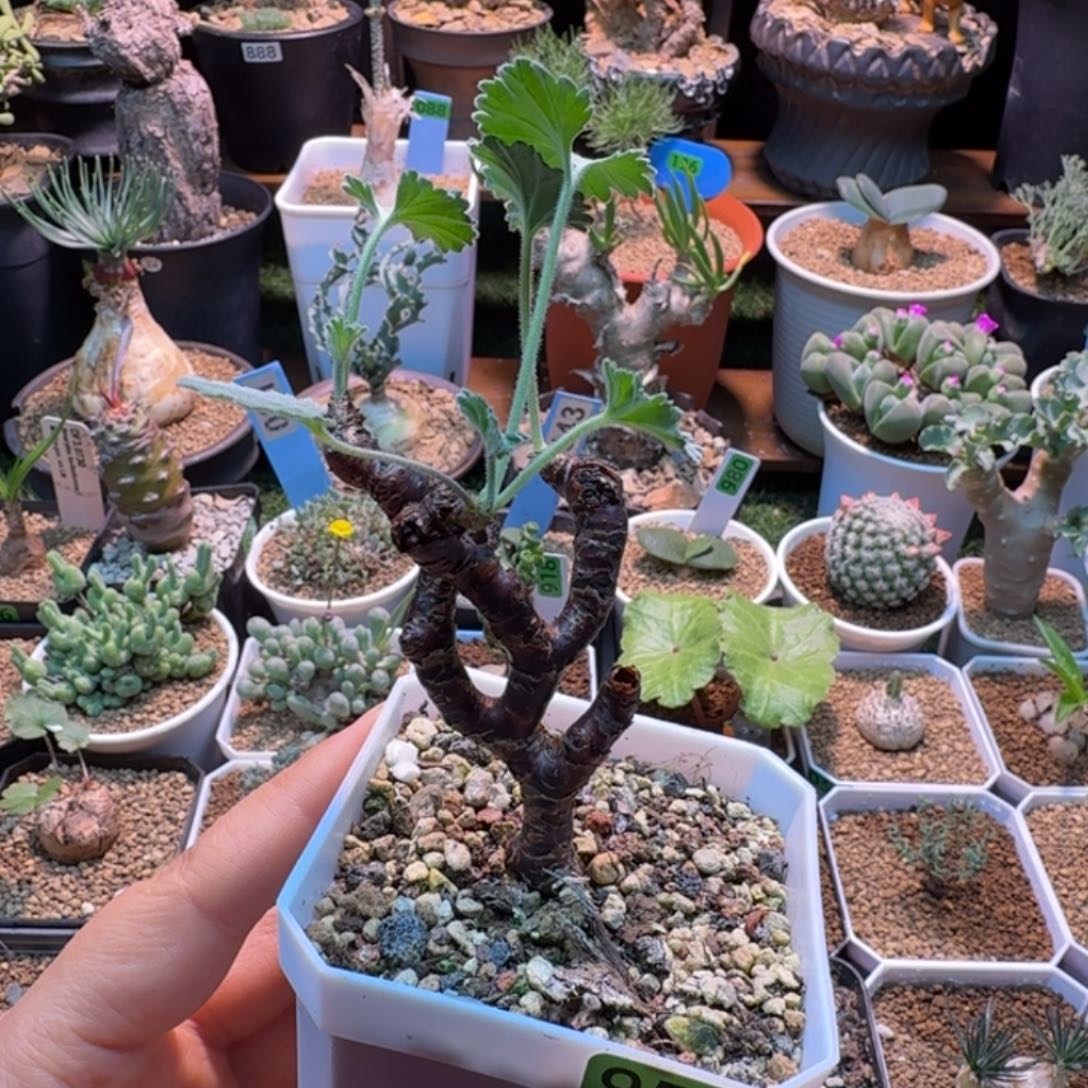 枝干洋葵953 仙人球