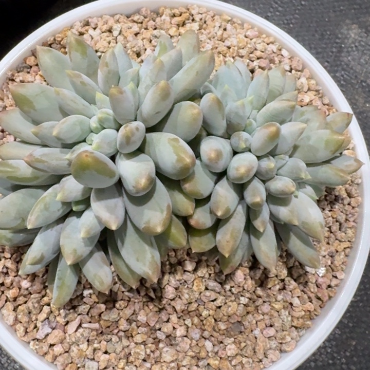 多肉植物哥特缀化