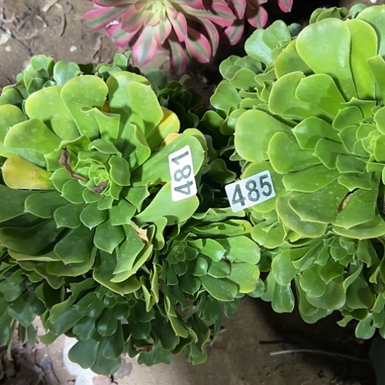 緈***銋多肉植物两个绿玫瑰481.485