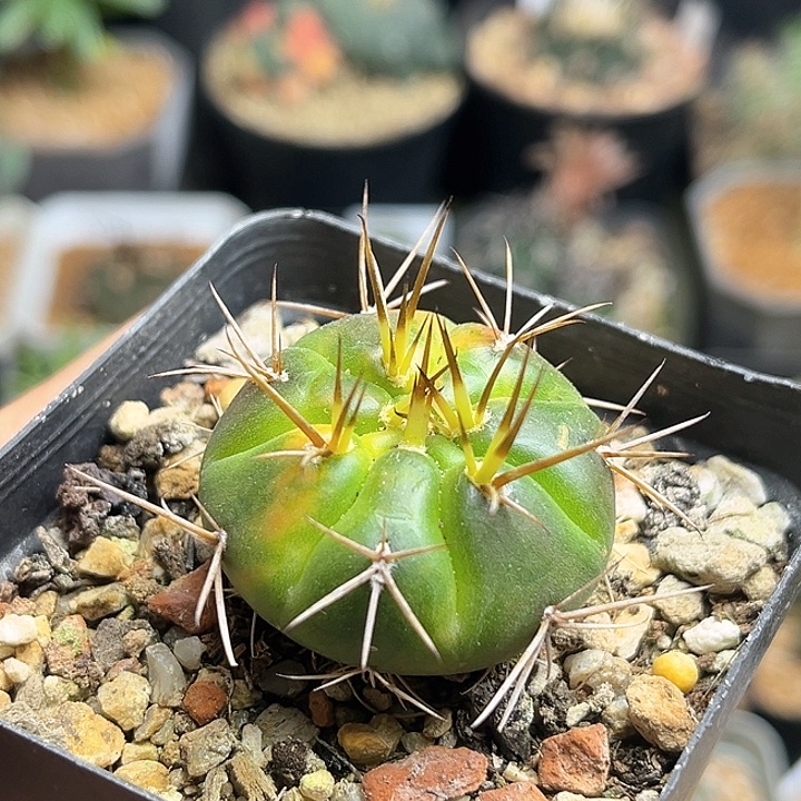 勇将锦3.5公分一颗实生球