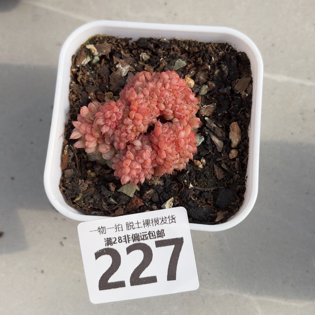 白胖子缀无盆土发货