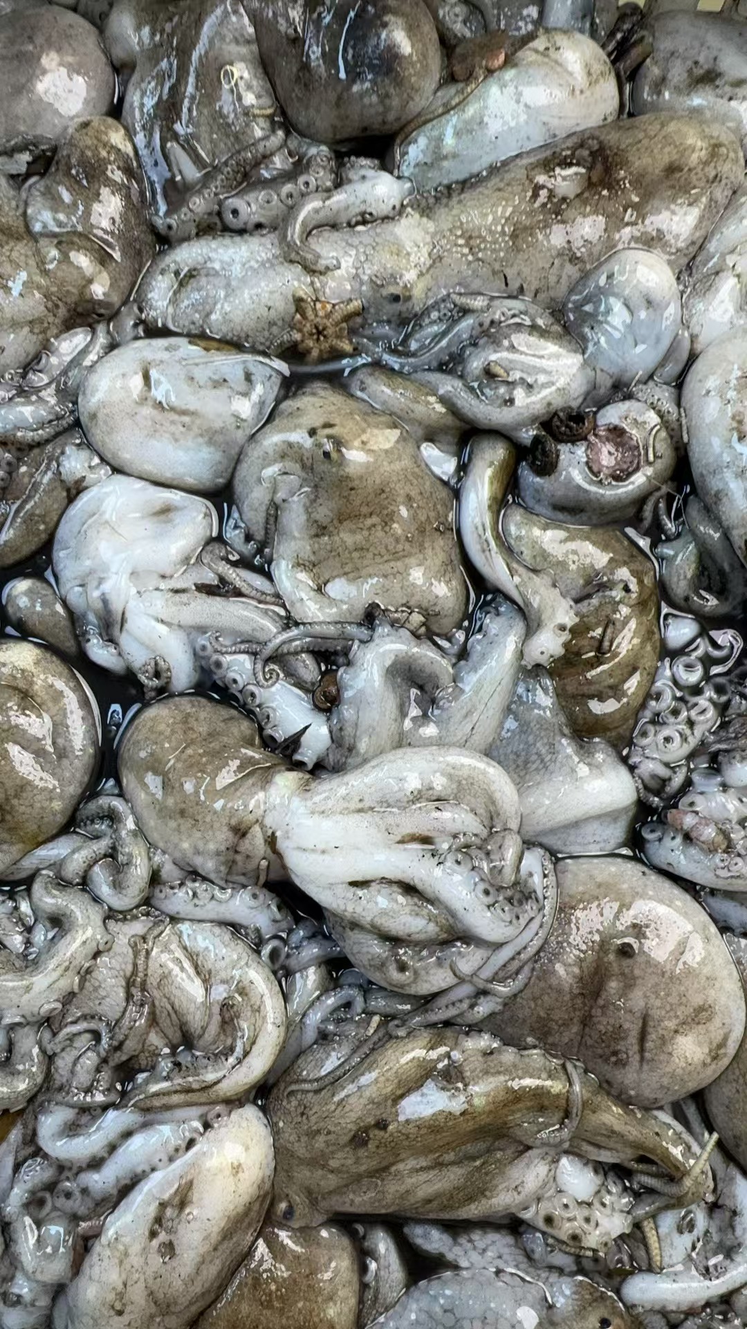 大连野生章鱼八爪原筐纯原浆 顺丰/京东包邮个人烹饪原因无售后