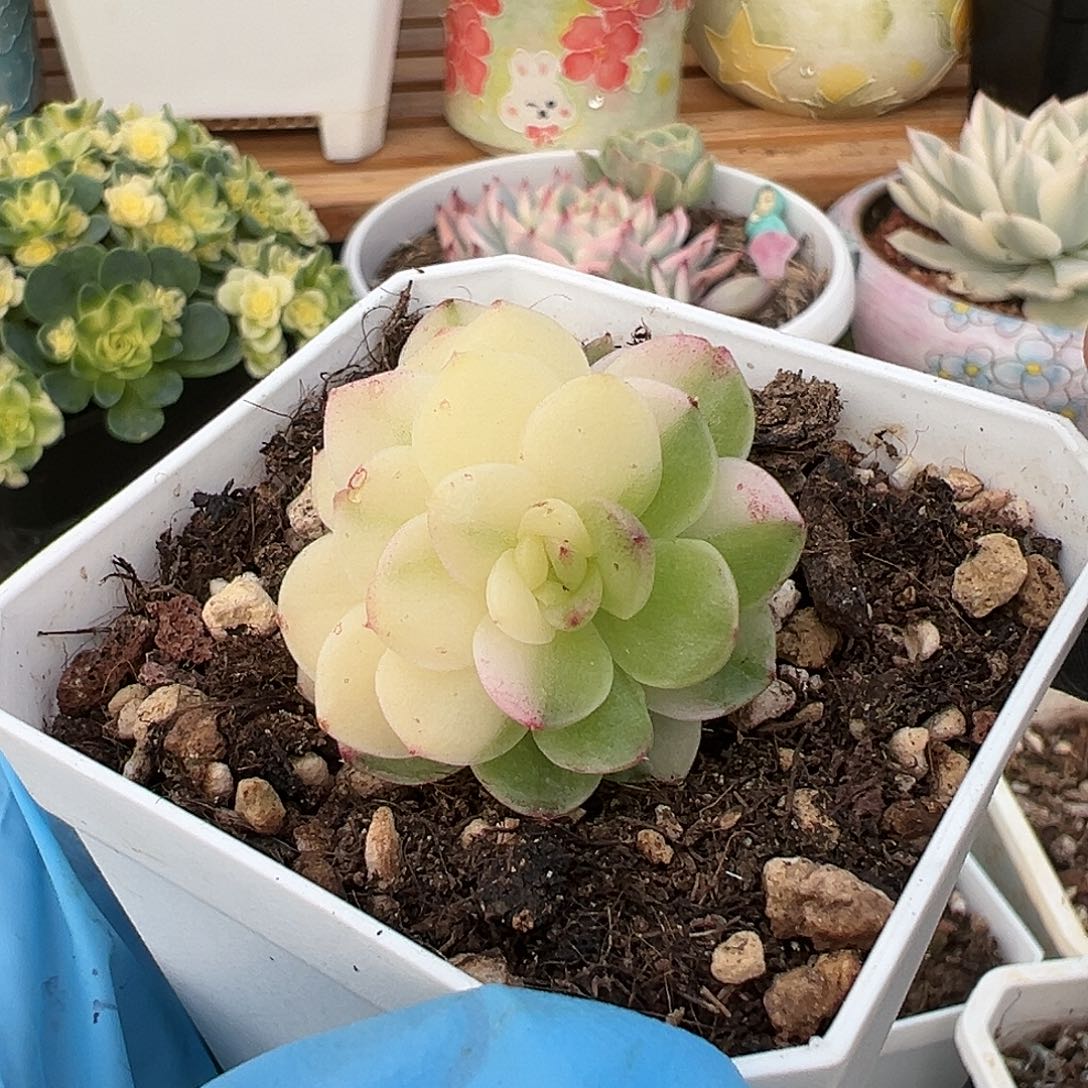 麦秆锦，多肉植物