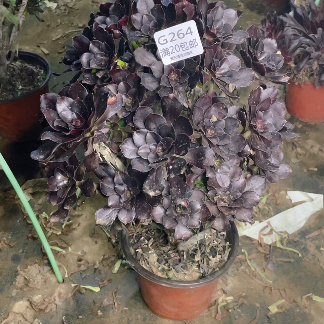 264黑原叶多肉法师有掐心