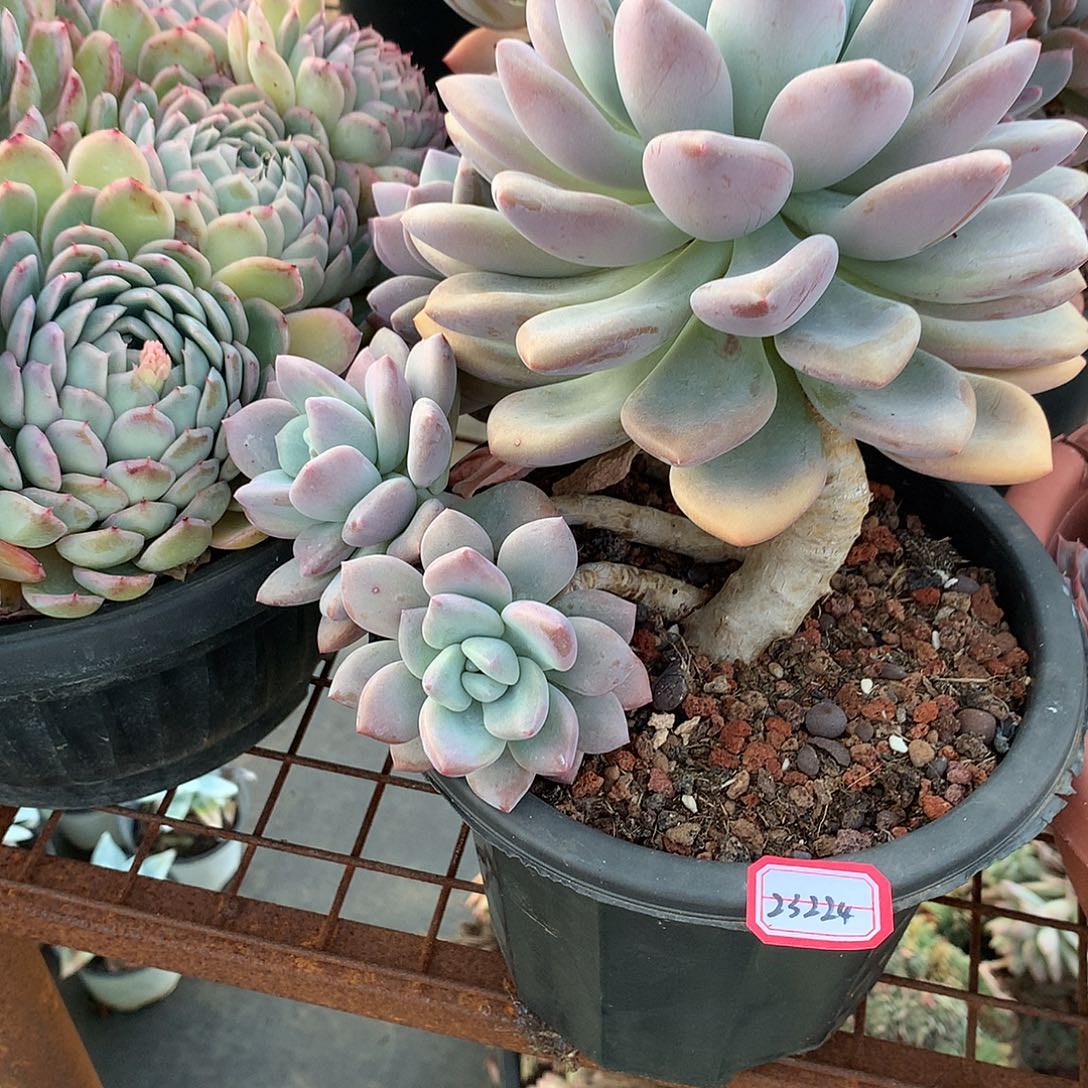 亭*@年后发奥普多肉23224