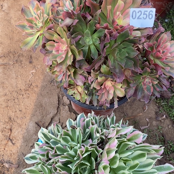 0256两颗法师多肉