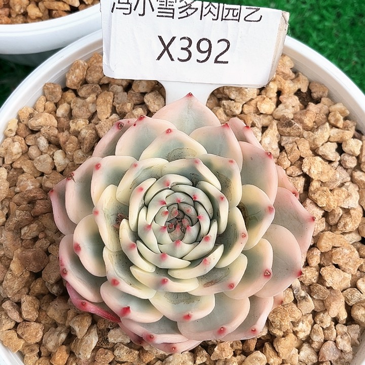 我是你的小可爱啊小可爱们都