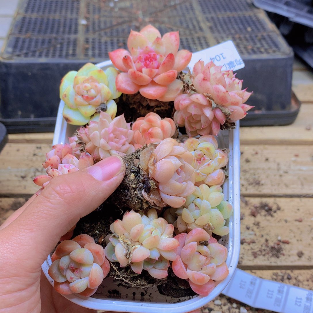 我要去看你了啊104